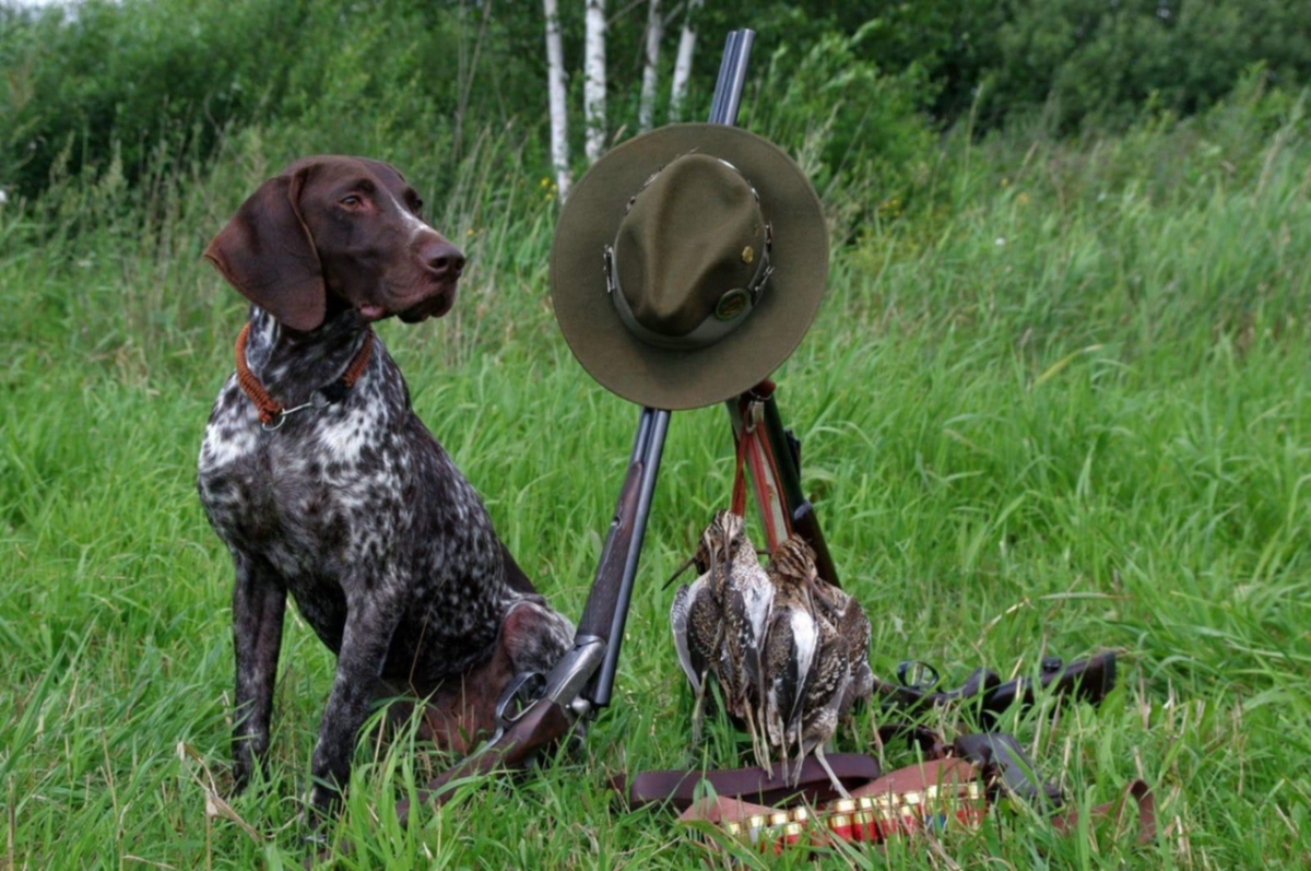 На Бору открывается сезон охоты на водоплавающую и боровую дичь