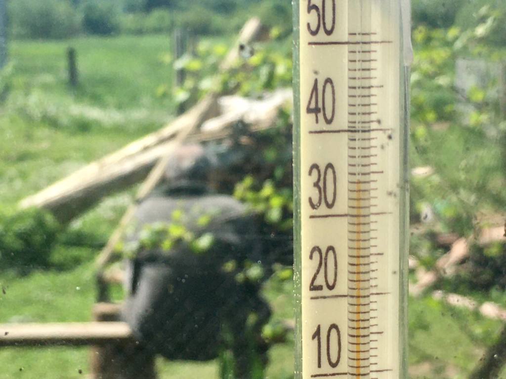 В Нижегородской области ожидается температурный максимум для августа