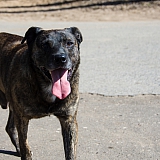 Шаляпинские встречи – 2018 12