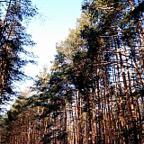 Март на Бору! 26