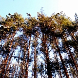 Март на Бору! 25