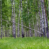 Красоты Борского Края!!! 14