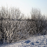 Март на Бору! 38