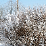 Март на Бору! 37