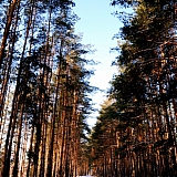 Март на Бору! 24