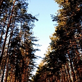 Март на Бору! 23