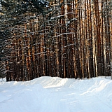 Март на Бору! 14