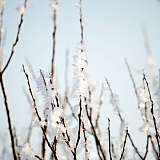 Март на Бору! 41