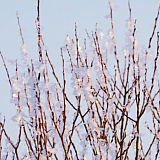 Март на Бору! 40