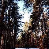 Март на Бору! 31