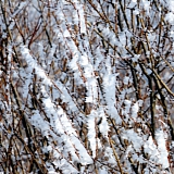 Март на Бору! 39