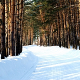 Март на Бору! 17