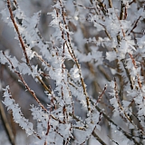 Март на Бору! 42