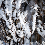 Март на Бору! 43