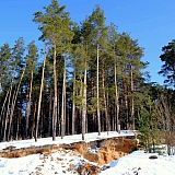 Март на Бору! 46