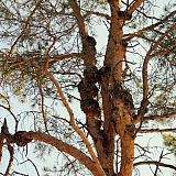 Март на Бору! 49