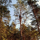 Март на Бору! 48