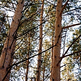 Март на Бору! 16