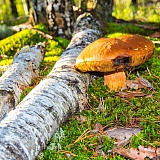 День в лесу! 17