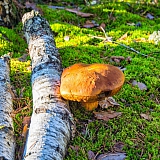 День в лесу! 15