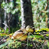 День в лесу! 24