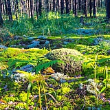 День в лесу! 19