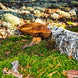 День в лесу! 18