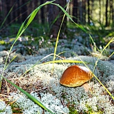 День в лесу! 23