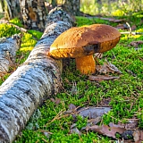 День в лесу! 16