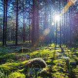 День в лесу! 21