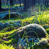 День в лесу! 20