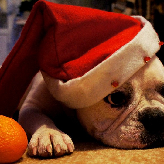 Александр Подобедов