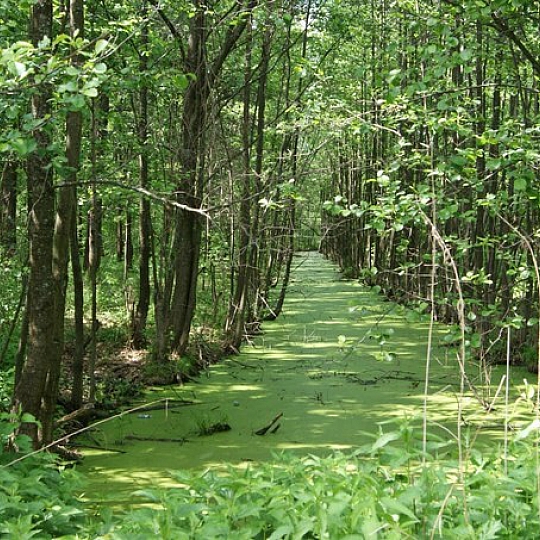 Наталья Кудрявцева