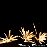 День г.Бор и День строителя 107