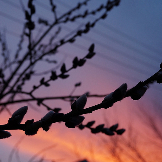 Наталья Максимова