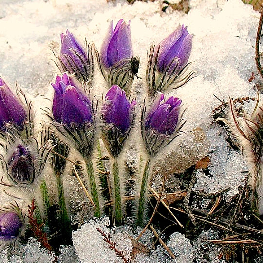 Анна Ильина