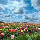 Ольга Толчкова