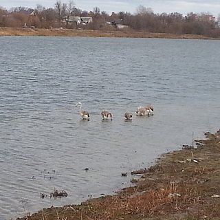 Несколько розовых фламинго разгуливают по улицам на Бору 1
