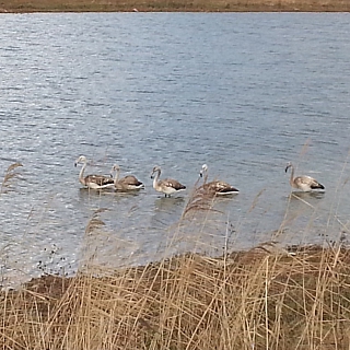 Несколько розовых фламинго разгуливают по улицам на Бору 4