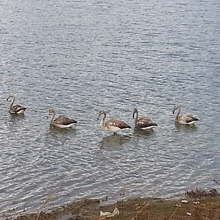 Несколько розовых фламинго разгуливают по улицам на Бору 6