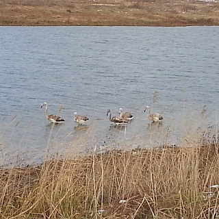 Несколько розовых фламинго разгуливают по улицам на Бору 3