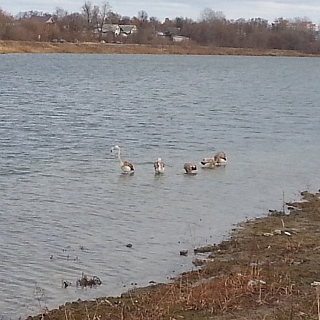 Несколько розовых фламинго разгуливают по улицам на Бору 2
