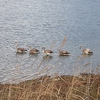 Несколько розовых фламинго разгуливают по улицам на Бору 5