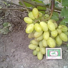 николай маслов