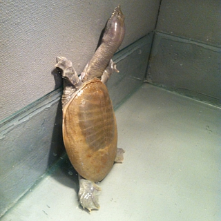 Впервые в г.Бор московский Зоопарк за стеклом 5