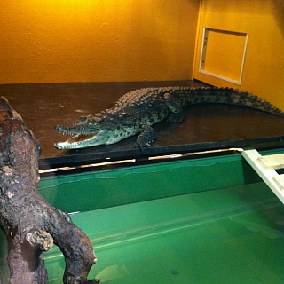 Впервые в г.Бор московский Зоопарк за стеклом 4