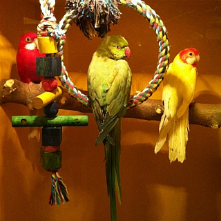 Впервые в г.Бор московский Зоопарк за стеклом 1