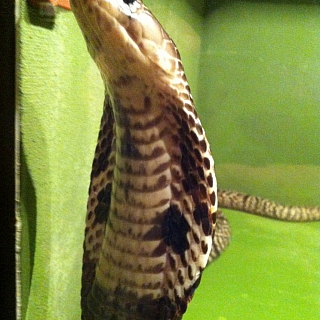 Впервые в г.Бор московский Зоопарк за стеклом 3