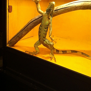 Впервые в г.Бор московский Зоопарк за стеклом 2