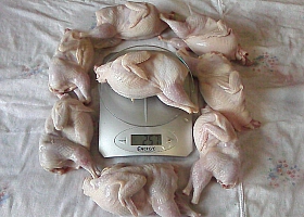 Перепелиное мясо